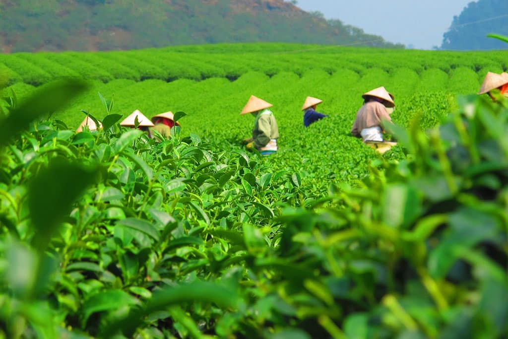 Exploring the Charms of Thai Nguyen, Vietnam